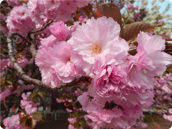 俞敏洪谈大学生为什么要读书,俞敏洪在学校