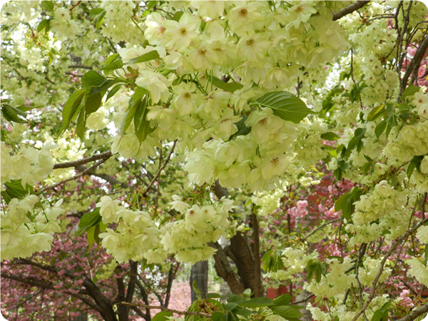 俞敏洪谈大学生为什么要读书,俞敏洪在学校