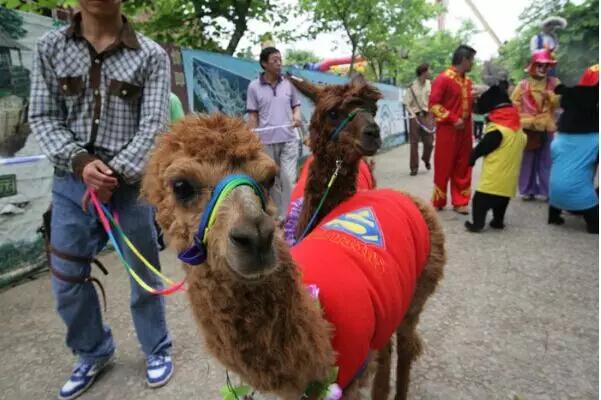 顺德长鹿农庄怎么样,中山长鹿农庄在哪里