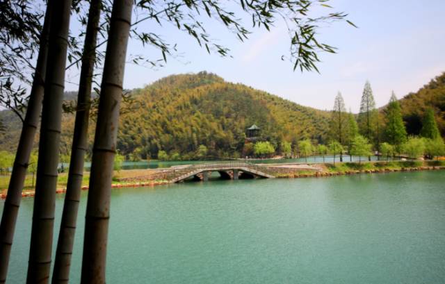 王府竹海神奇植物,蜀林竹海四季代表植物