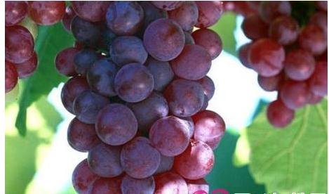 去黄抗氧化美白的水果,淡化斑点的食物和水果