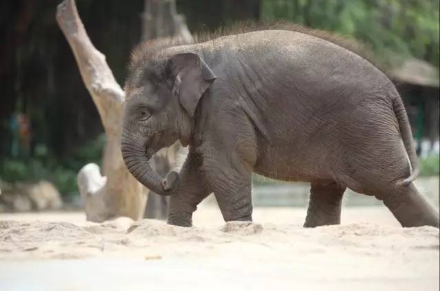 我赌你不知道大象是技能点满的神兽