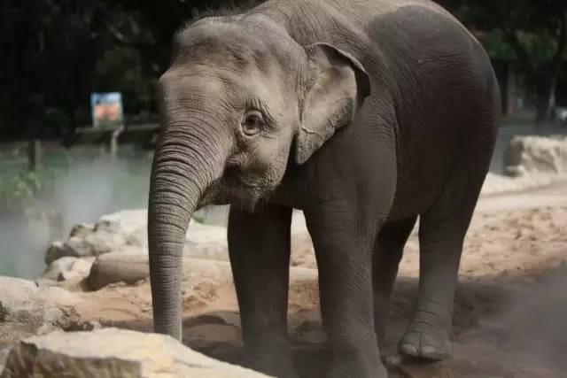 我赌你不知道大象是技能点满的神兽