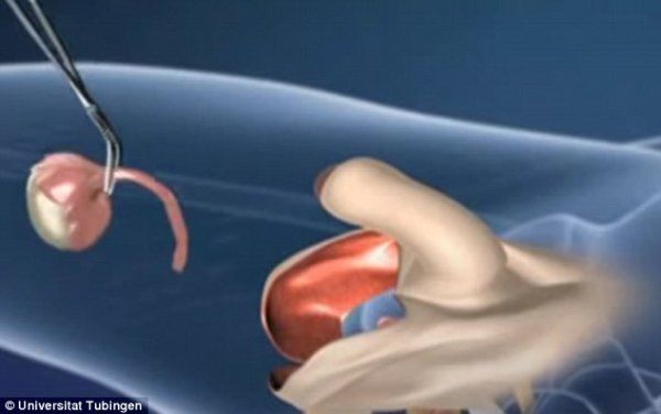 带你解密人性真相,男生在变性前会有什么特征