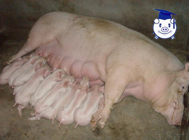 母猪下崽以后咬仔猪怎么办,母猪咬死新生仔猪原因及解决办法