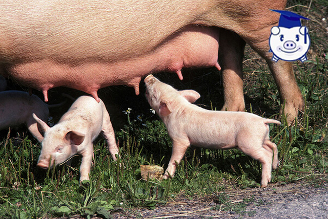 母猪下崽以后咬仔猪怎么办,母猪咬死新生仔猪原因及解决办法