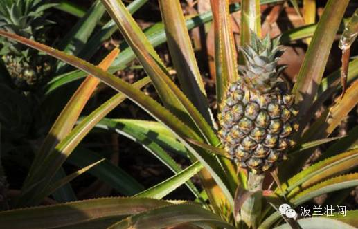 土豆每500克3元买2千克要多少钱,土豆每公斤107元