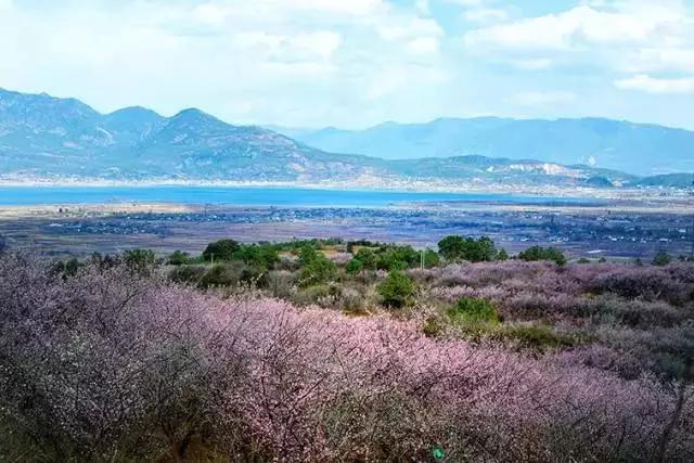 丽江拉市海梅花,丽江拉市海风景也很美