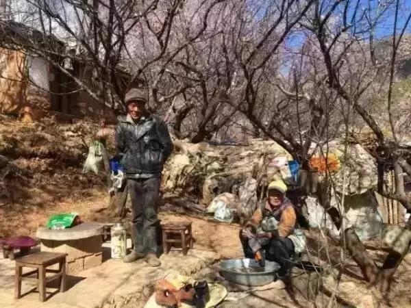 丽江拉市海梅花,丽江拉市海风景也很美