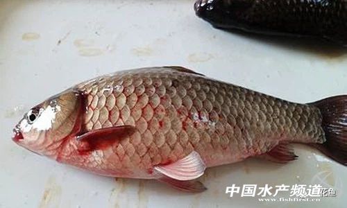 鲫鱼出血病最佳治疗方法,鲫鱼出血病由什么引起