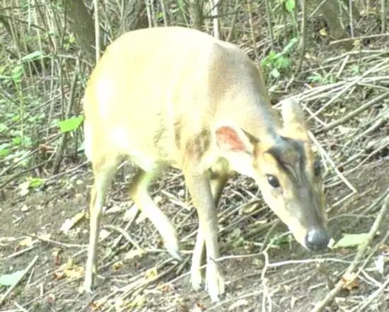 帽儿山发现国家二级保护动物河麂,六盘山自然保护区毛冠鹿