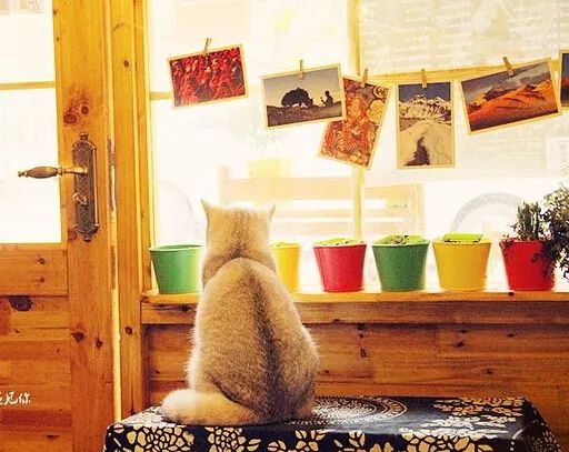 我的蛙儿子,蛙儿子的旅行日记从哪找