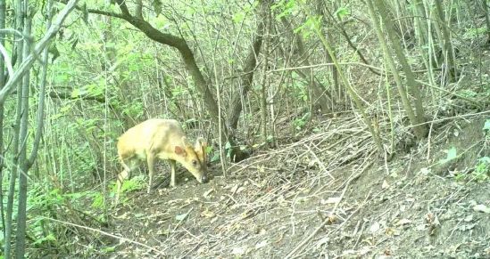 帽儿山发现国家二级保护动物河麂,六盘山自然保护区毛冠鹿