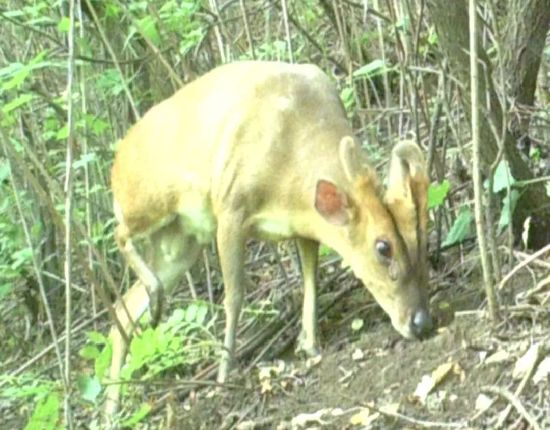 帽儿山发现国家二级保护动物河麂,六盘山自然保护区毛冠鹿