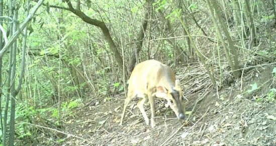 帽儿山发现国家二级保护动物河麂,六盘山自然保护区毛冠鹿
