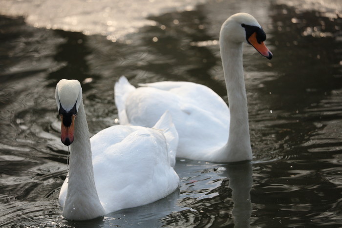 腾龙18-400mmf2.8参数,腾龙50-400mmf4.5-6.3上市时间