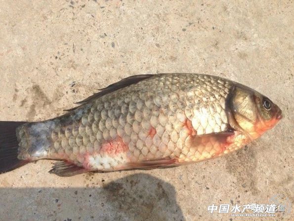 鲫鱼出血病最佳治疗方法,鲫鱼出血病由什么引起