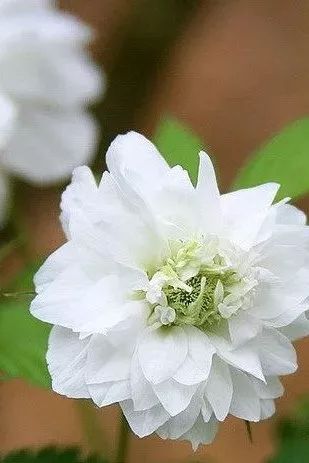 谷雨夜来风雨声花落知多少,花落知多少是谷雨吗