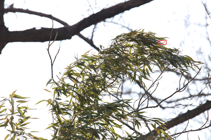 腾龙18-400mmf2.8参数,腾龙50-400mmf4.5-6.3上市时间