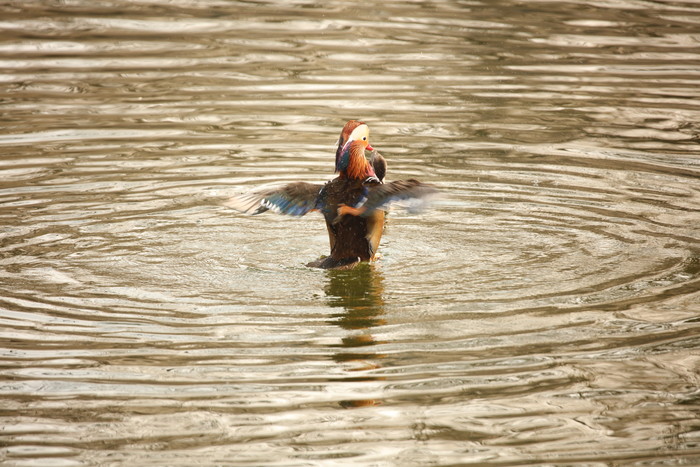 腾龙18-400mmf2.8参数,腾龙50-400mmf4.5-6.3上市时间