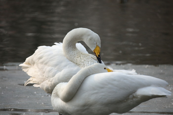 腾龙18-400mmf2.8参数,腾龙50-400mmf4.5-6.3上市时间