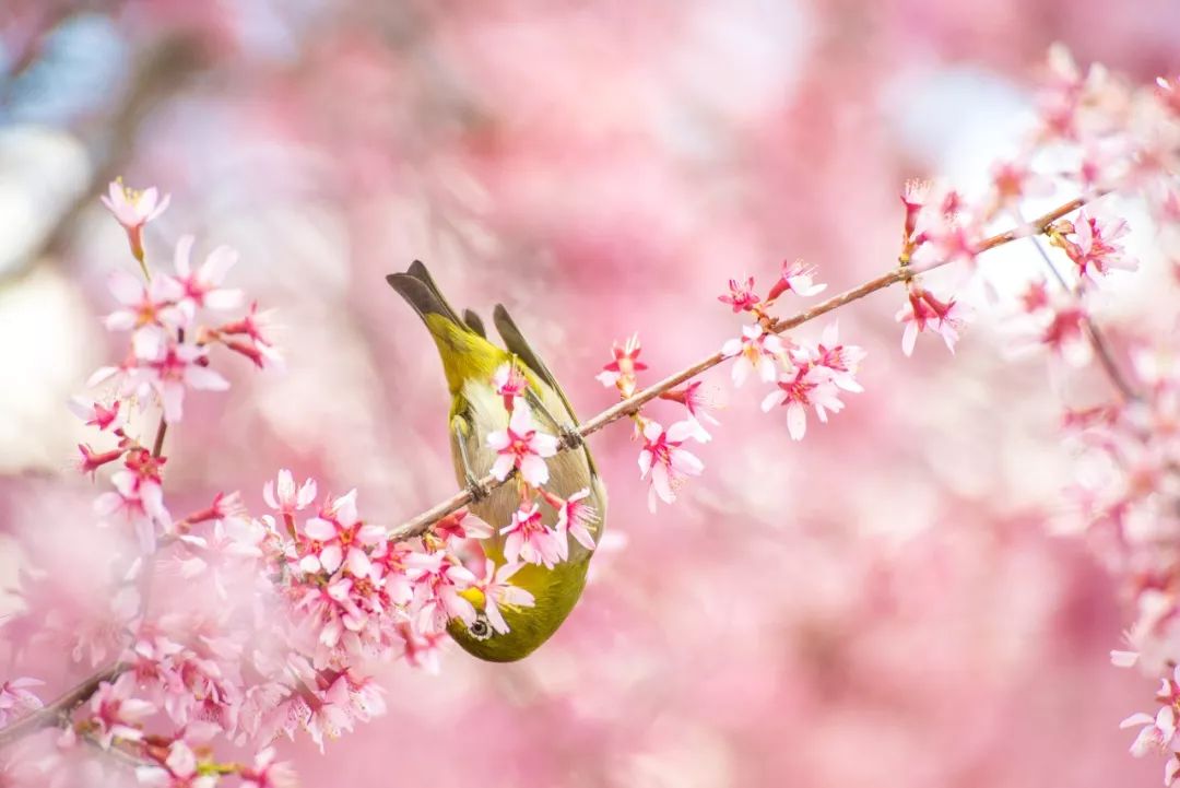 谷雨夜来风雨声花落知多少,花落知多少是谷雨吗