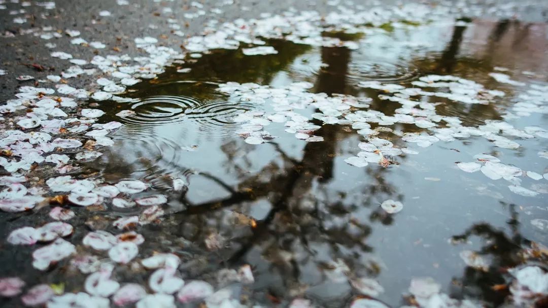 谷雨夜来风雨声花落知多少,花落知多少是谷雨吗