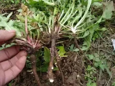 这十个常见的谣言你识破了吗,最近有哪些谣言需要我们注意的