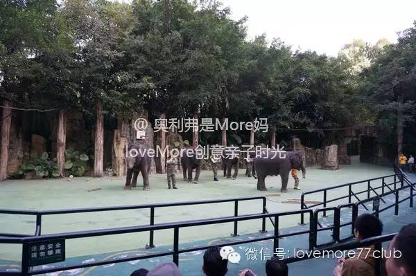 广州旅游攻略长隆野生动物园,广州长隆野生动物园自由行攻略