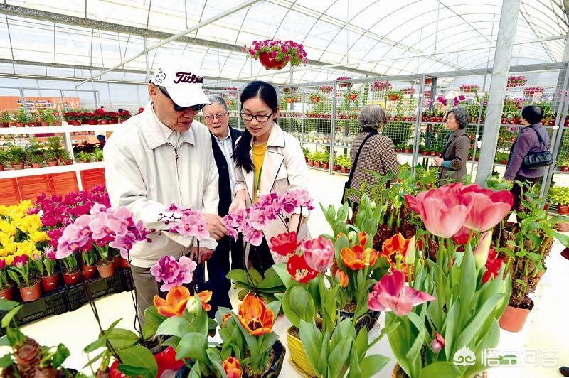 农村种植花卉有前景吗,在农村搞个花卉种植基地如何赚钱