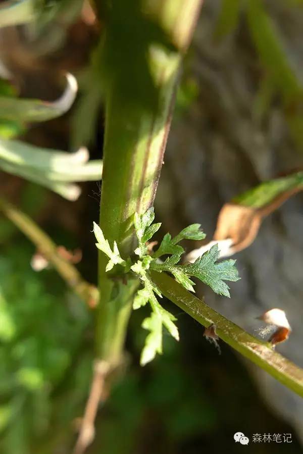 清华地理笔记,黄花蒿与野艾蒿