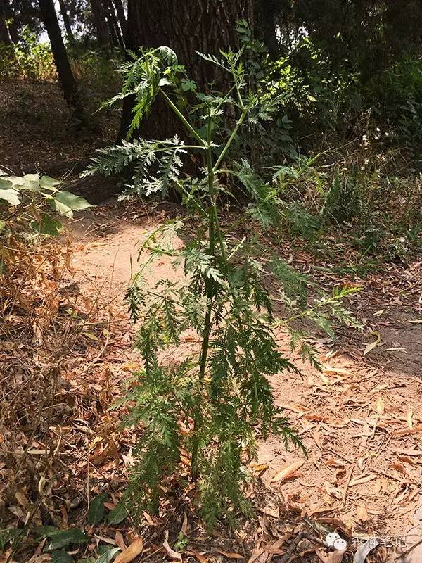 清华地理笔记,黄花蒿与野艾蒿