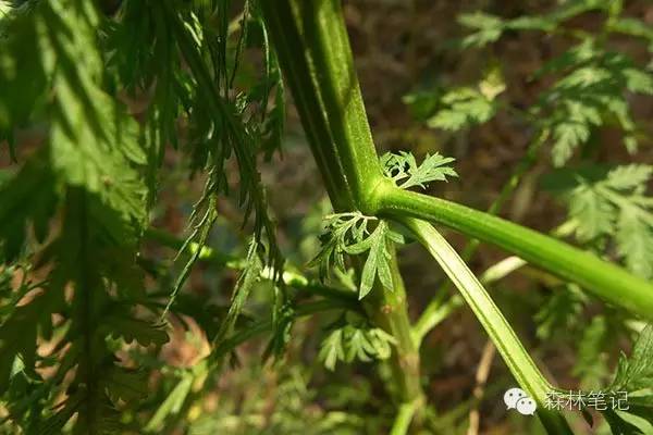 清华地理笔记,黄花蒿与野艾蒿