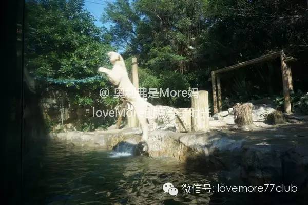 广州旅游攻略长隆野生动物园,广州长隆野生动物园自由行攻略