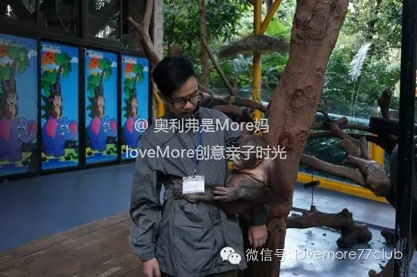 广州旅游攻略长隆野生动物园,广州长隆野生动物园自由行攻略