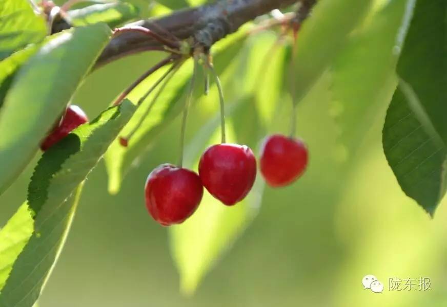 惊呆樱桃红了,美女盛情邀请,你是约呢,约呢,还是约呢!