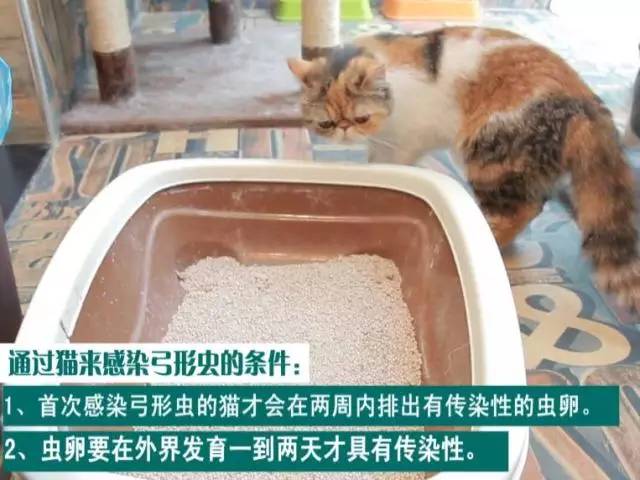 狗狗定期驱虫还会有弓形虫感染吗,养猫猫狗狗会得阴虱吗