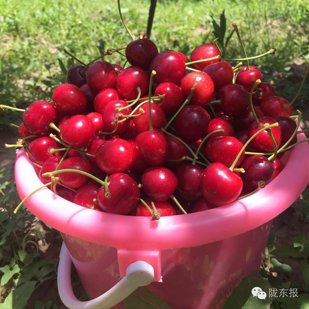 惊呆樱桃红了,美女盛情邀请,你是约呢,约呢,还是约呢!