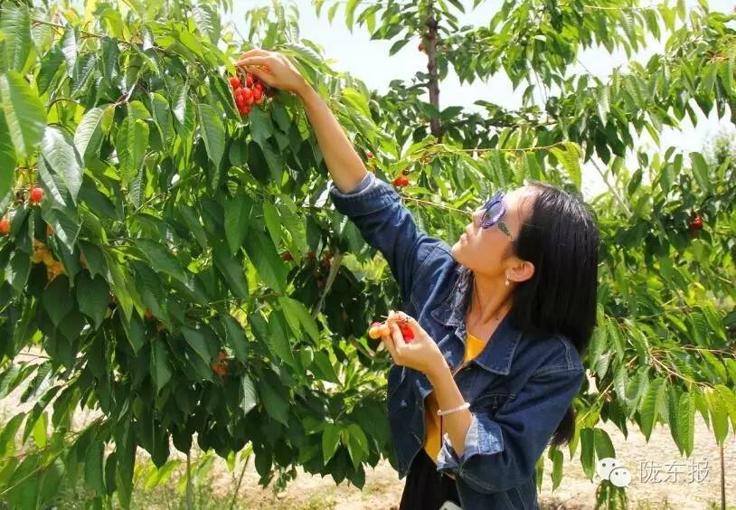 惊呆樱桃红了,美女盛情邀请,你是约呢,约呢,还是约呢!