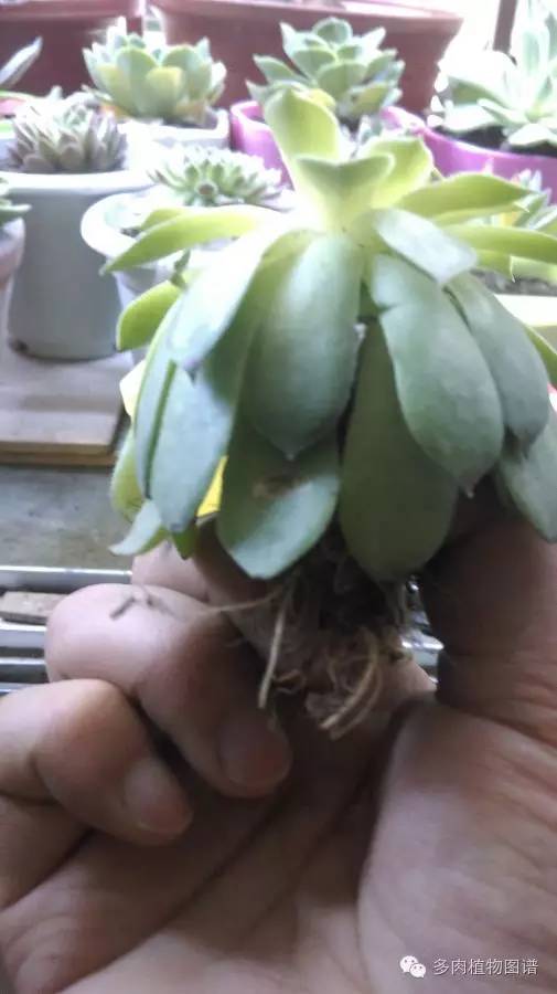 观音莲穿裙子是什么意思,观音莲穿裙子了怎么办