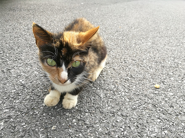 荣耀v8pro摄像头评测,感受v8