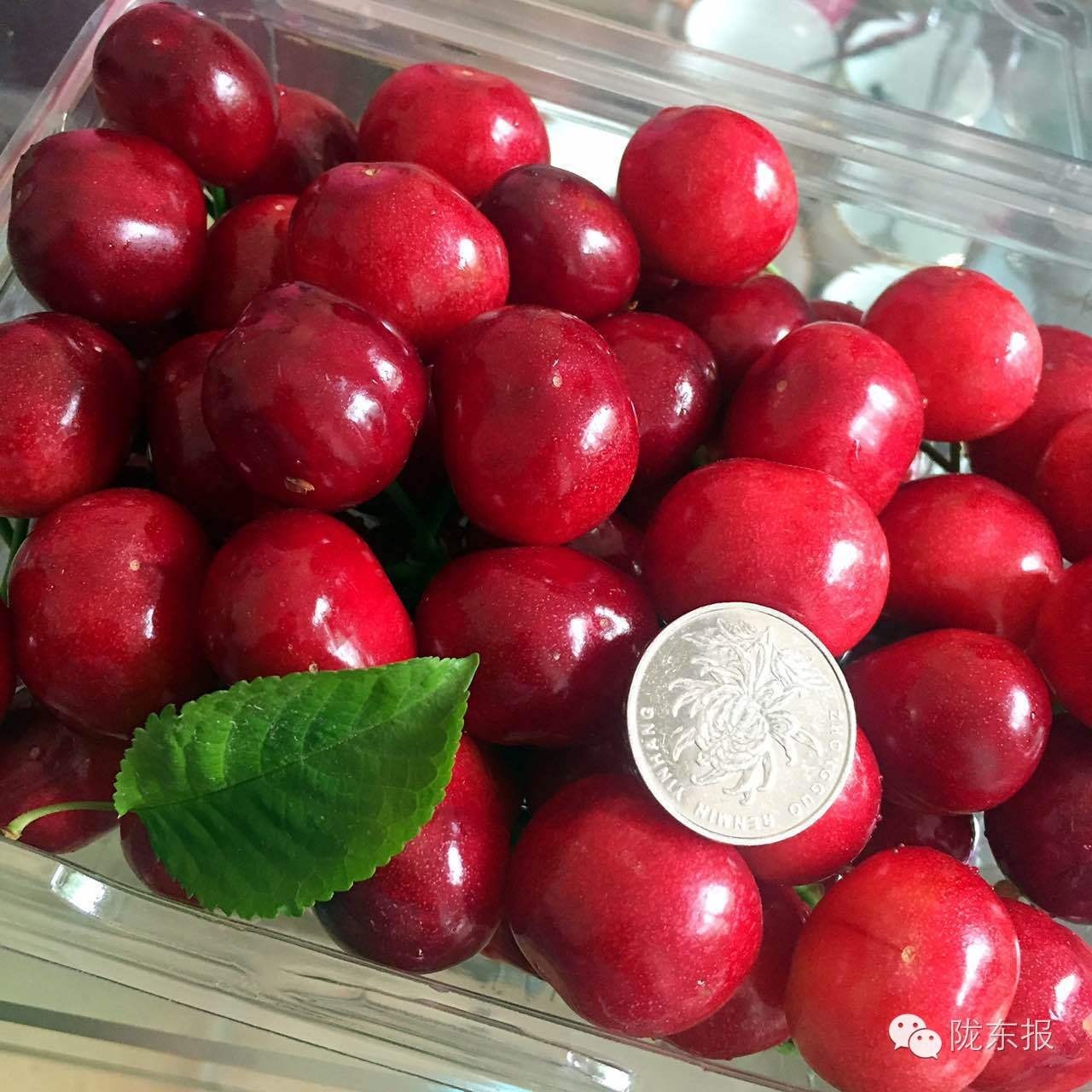 惊呆樱桃红了,美女盛情邀请,你是约呢,约呢,还是约呢!