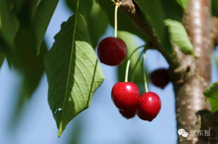 惊呆樱桃红了,美女盛情邀请,你是约呢,约呢,还是约呢!