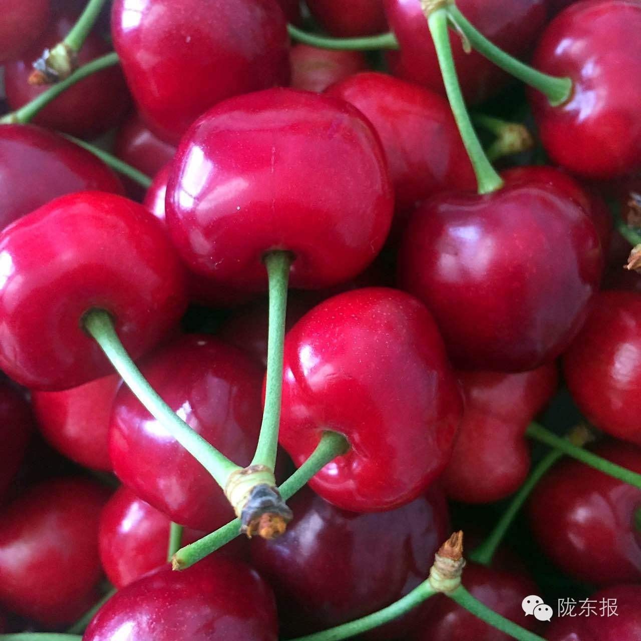 惊呆樱桃红了,美女盛情邀请,你是约呢,约呢,还是约呢!