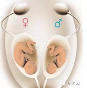 吃海带容易怀孕吗,吃海带能怀女孩