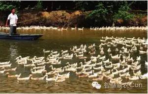 小鸭喂养方法和技巧,小鸭怎样喂养成活率高