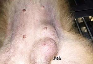 狗狗疑难杂症咨询,狗狗的疑难杂症图片