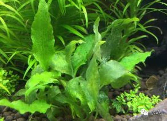 水族简单介绍,水草溶叶是什么症状