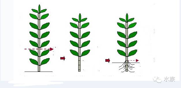 水族简单介绍,水草溶叶是什么症状