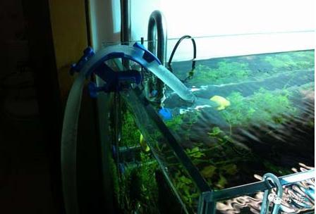 水族简单介绍,水草溶叶是什么症状